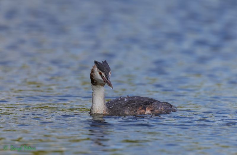 Great Crested Grebe by Daryl Peters