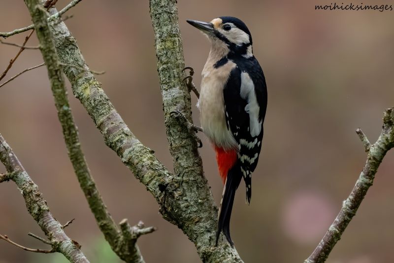 Great Spotted Woodpecker by Moi Hicks