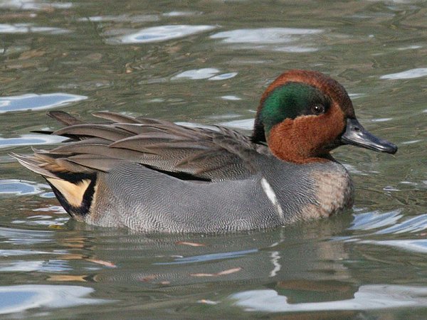 March 2022 - Rye Harbour Nature Reserve Sightings