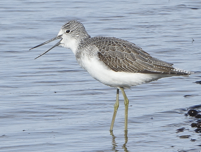 Rye Harbour Nature Reserve Wildlife Sightings: July 2025