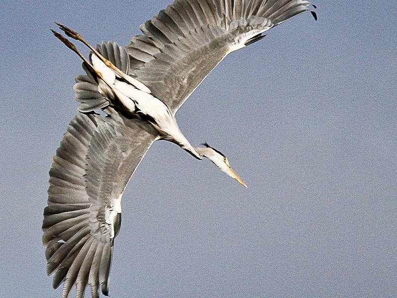 The Rise of the Herons