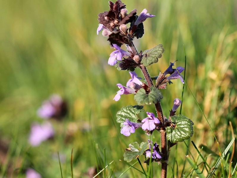 Species of the day: Ground-Ivy