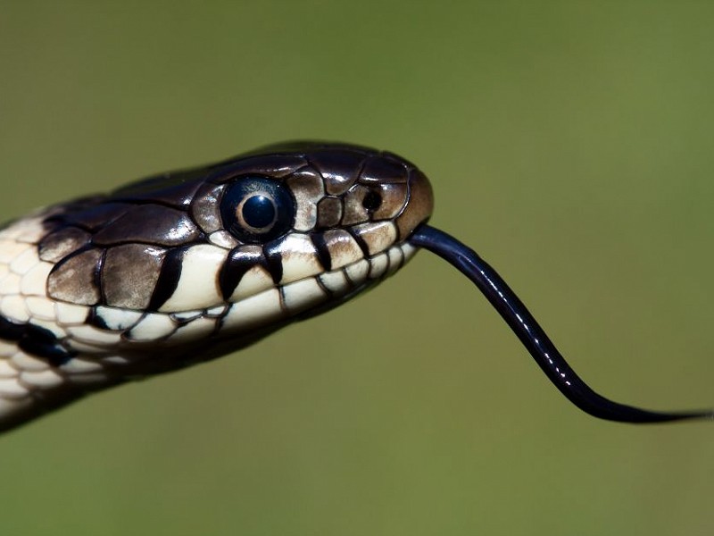 Corona Wildlife Diary: Day Twenty-nine