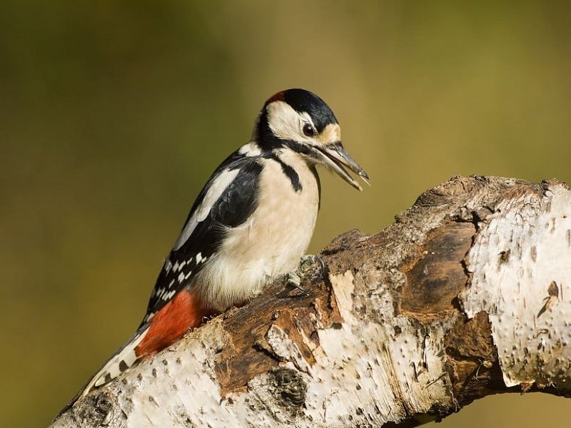 Species of the day: Great Spotted Woodpecker