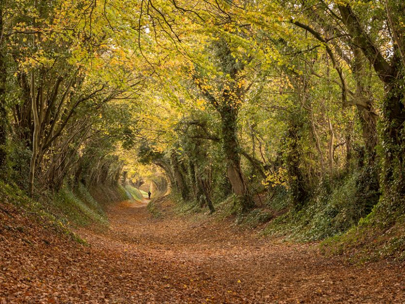 Why do leaves change colour in autumn?