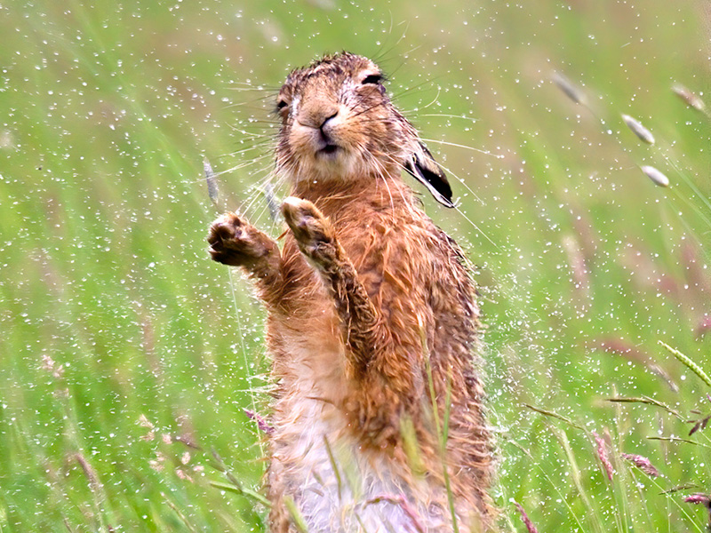 Good weather for ducks
