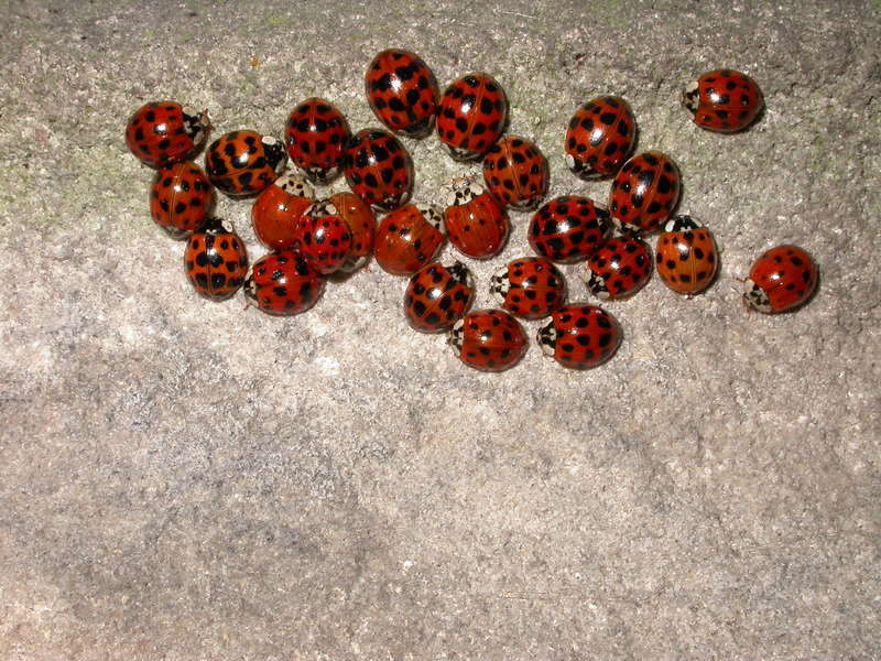 Harlequin Ladybirds gathering © Philip Precey