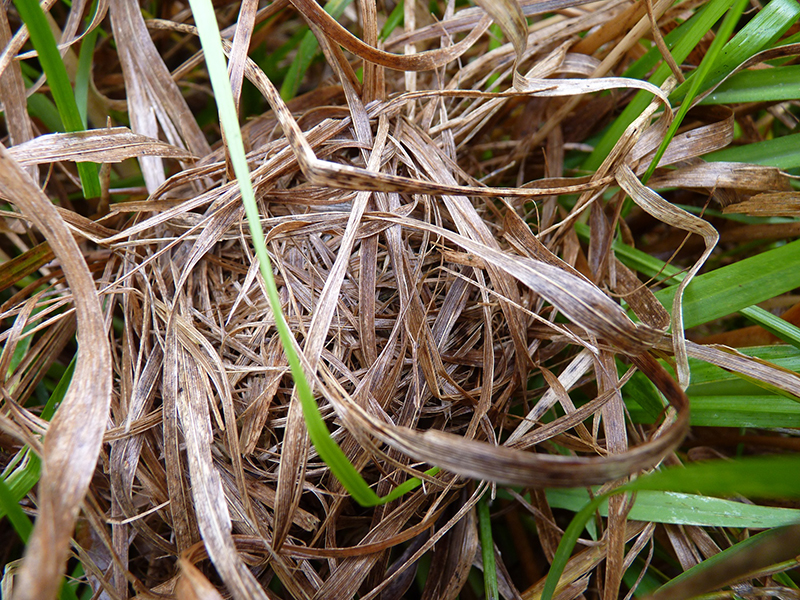 The calling cards of Sussex mammals