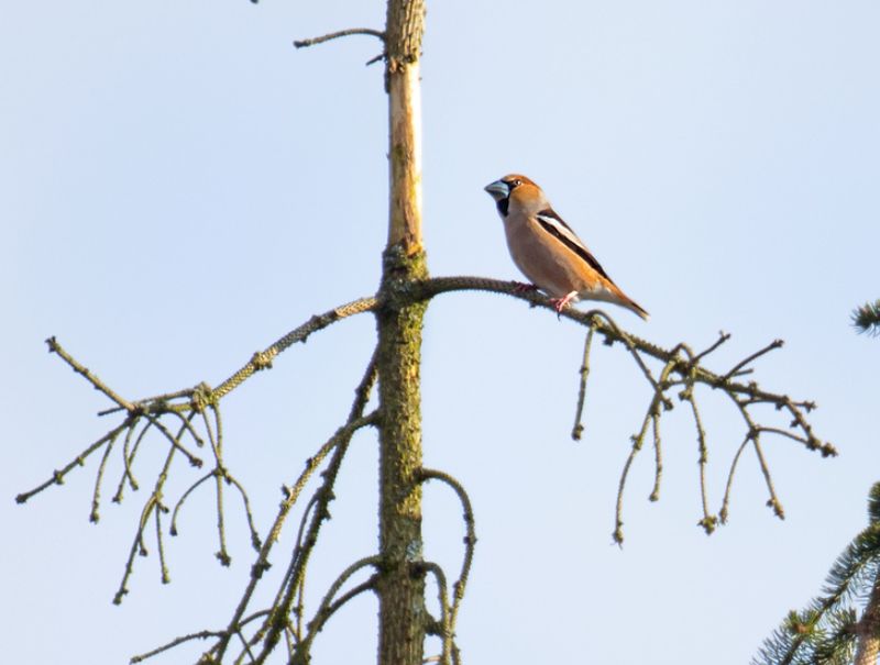 The distinctive profile of a Hawfinch - chunky head and bill, short tail - © Jon Hawkins
