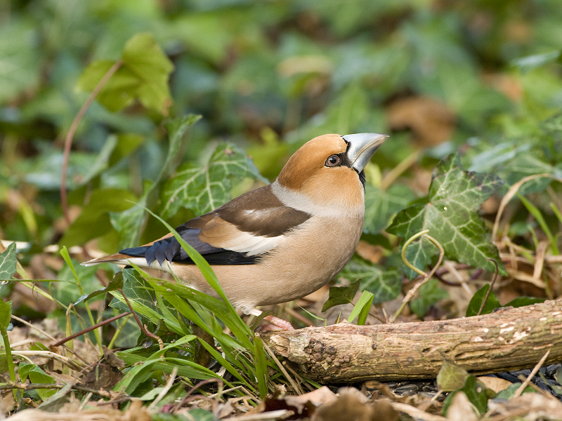 Cracking stuff! Record-breaking Hawfinches in Sussex