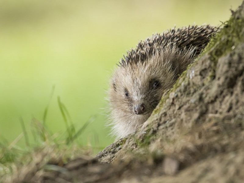 Species of the day: Hedgehog