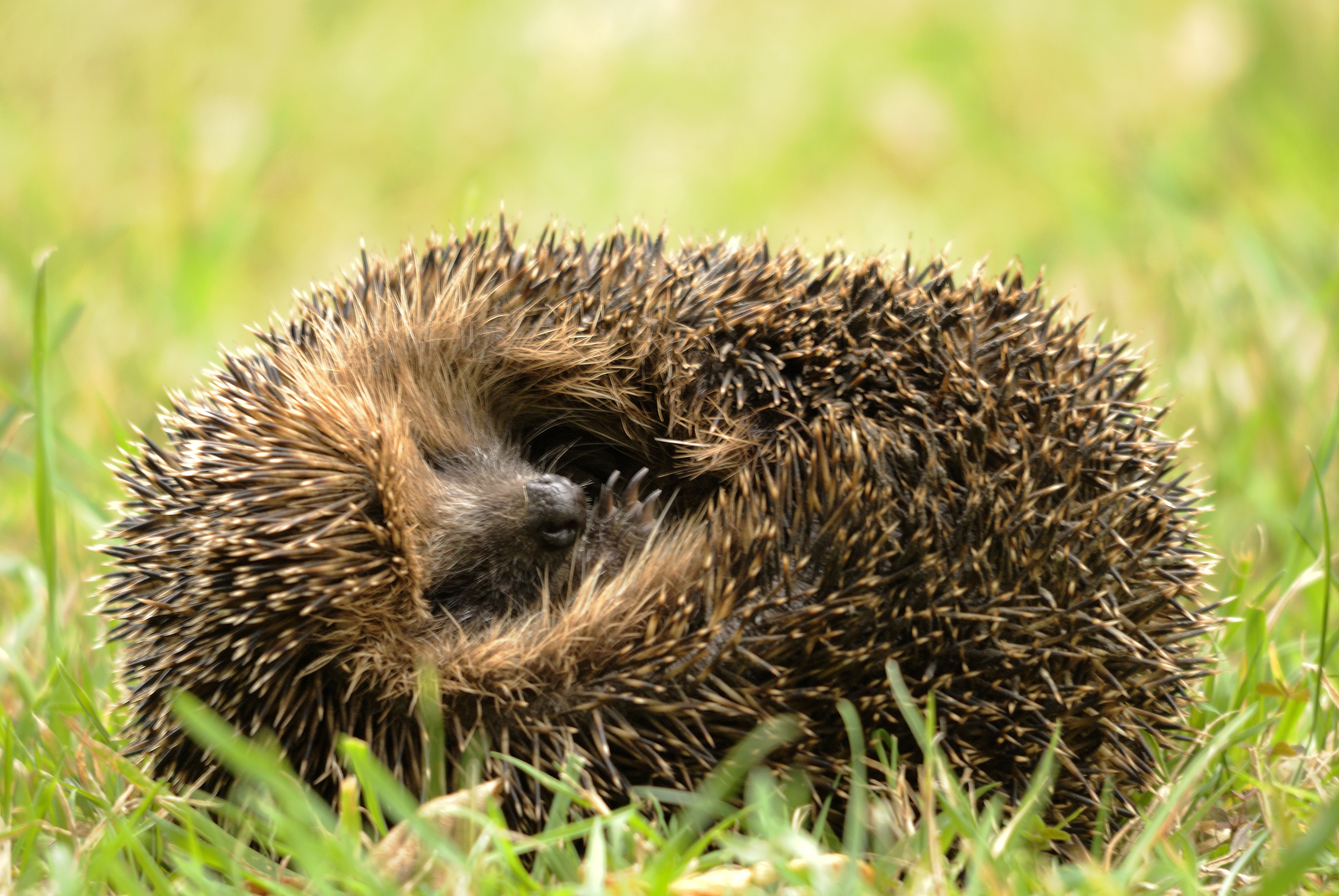 Curled up Hedgehog by WildNet