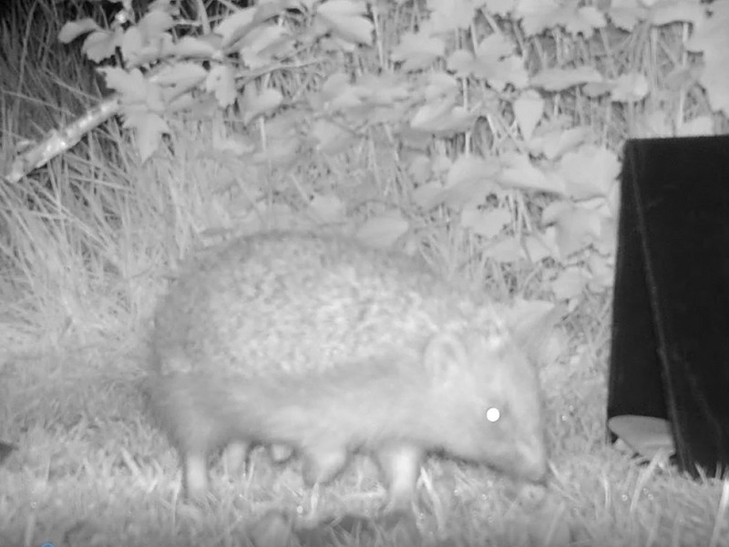 Corona Wildlife Diary: Day Fifty-six