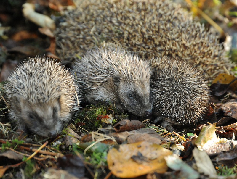 Hoglets © Miles Davies
