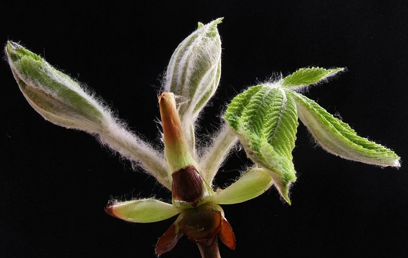 Budburst