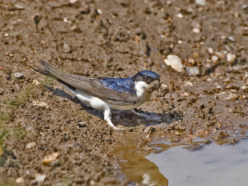 Species of the day: House Martin