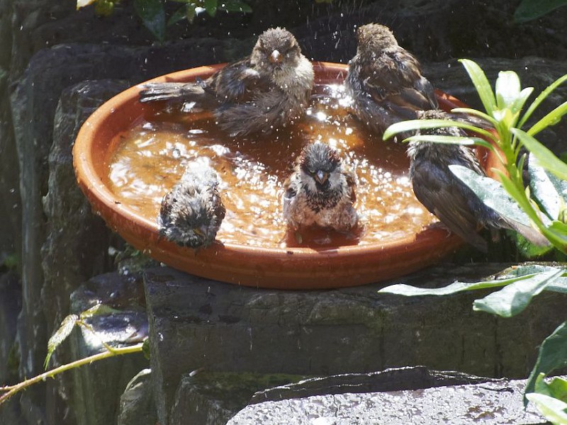 How to help wildlife in extremely hot weather