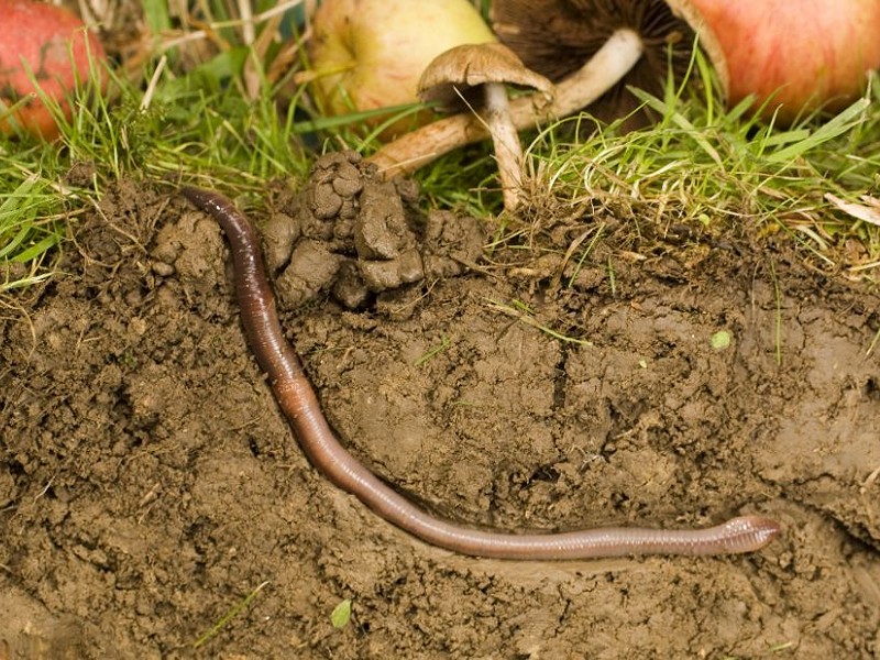 Wildlife Walks, Talks and Courses in March 2019