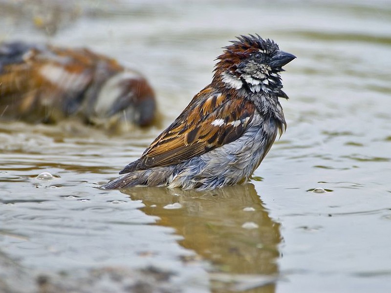 The humble House Sparrow