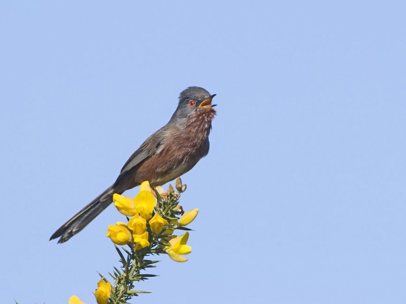 A Year in the Life of the Sussex Wildlife Trust Ecologist - Answers