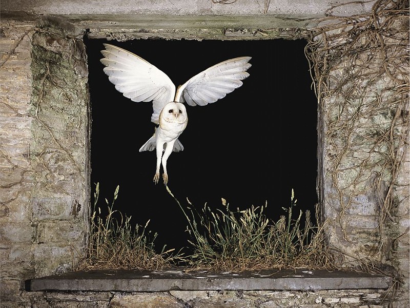 Where did barn owls live before we built barns?