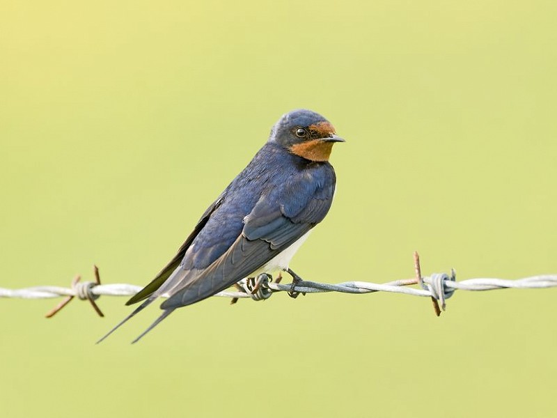 Wildlife Walks and Courses in September 2018
