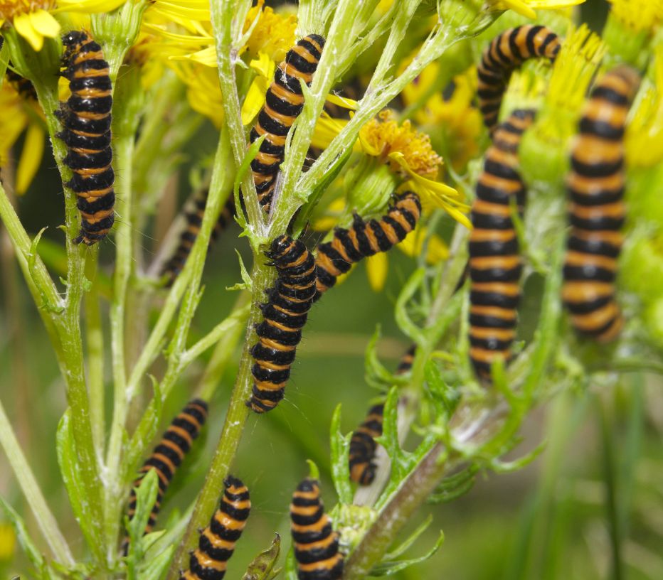 Cinnabar caterpillars