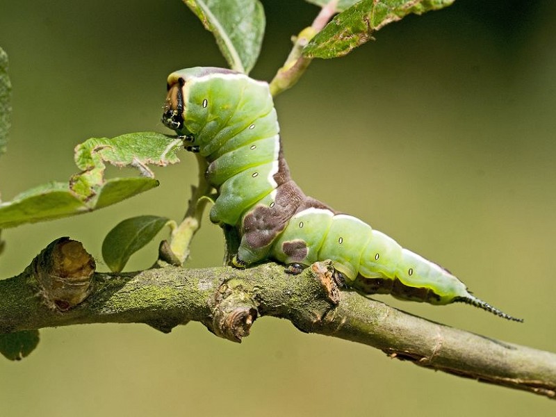 Caterpillars