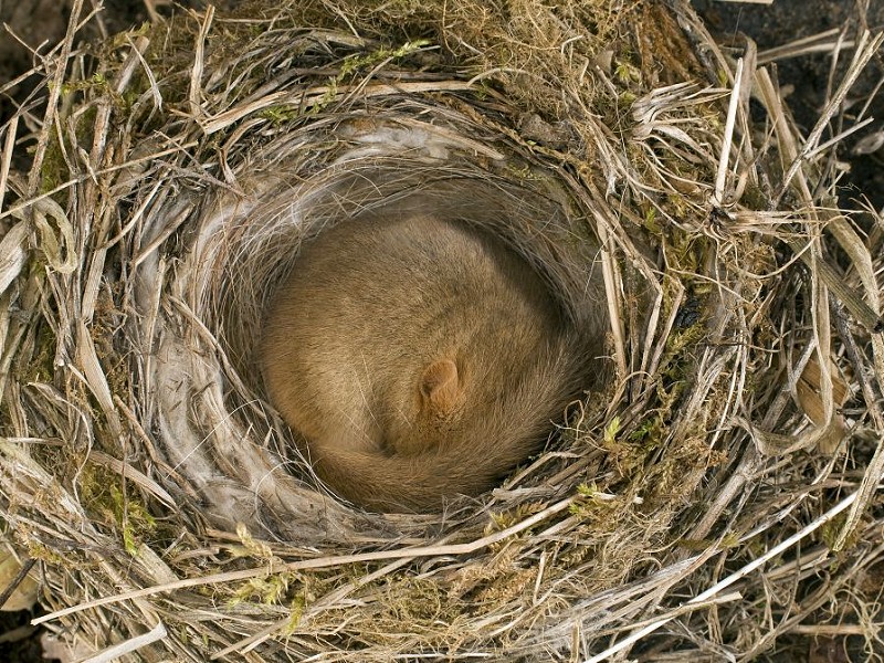 Hazel Dormouse