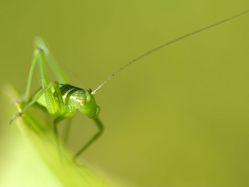Wildlife Walks and Courses in August 2018