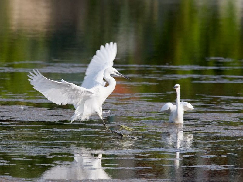 The life aquatic - How wetlands can help reverse climate change