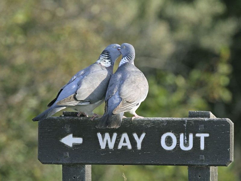 Wood Pigeon