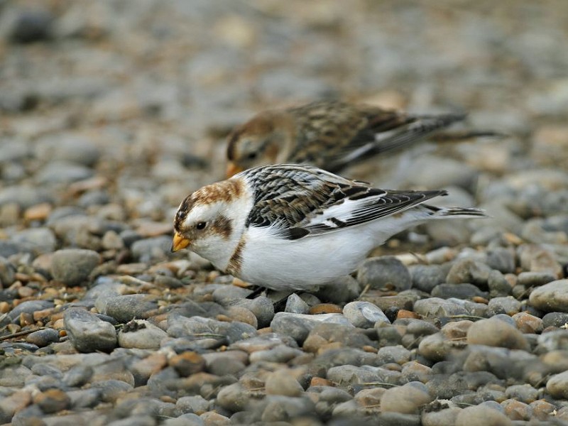Snow Bunting