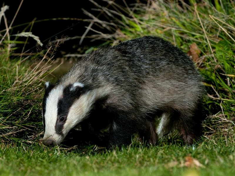 Walks, Talks and Courses in April 2019