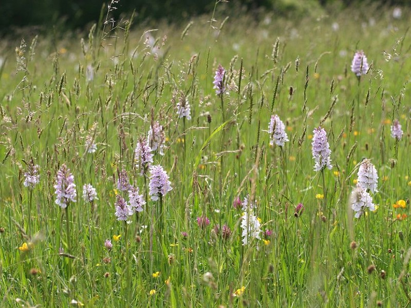 Have your say on housing and development in Wealden District