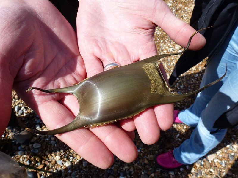 Welcome to National Marine Week - Explore the Shore