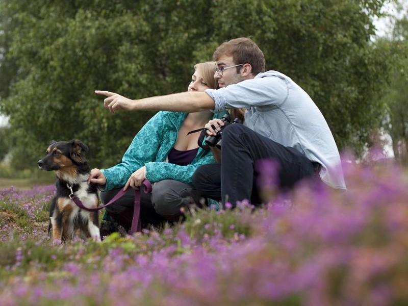 Dog walking on heathland