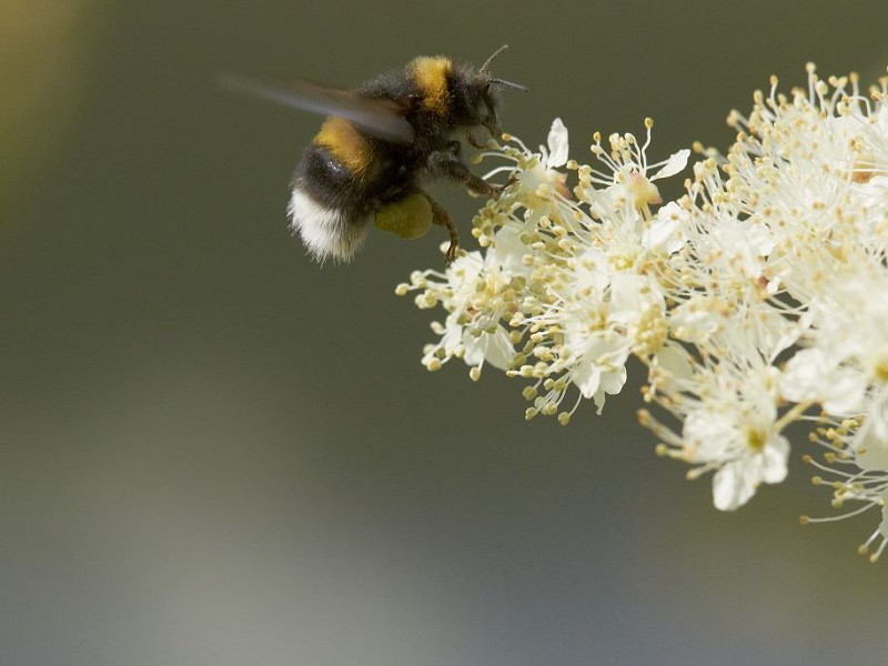 Global Biodiversity Assessment Report
