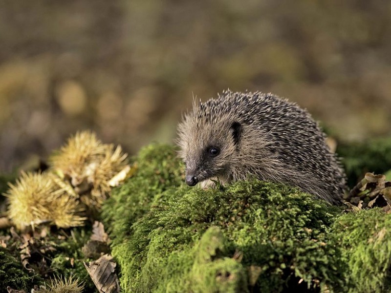 Environment Bill published today