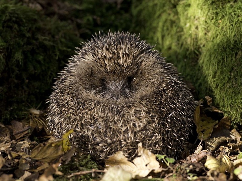 Top 5 ways to help hedgehogs this autumn