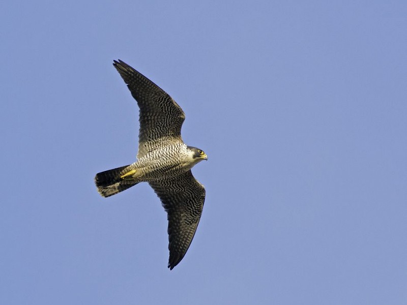 Urban peregrines