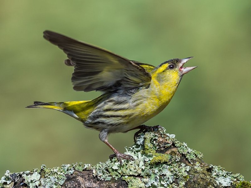 Siskin