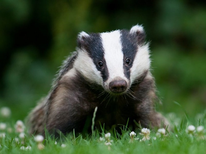 Huge disappointment at limitation of Bovine TB Strategy Review led by Sir Charles Godfray