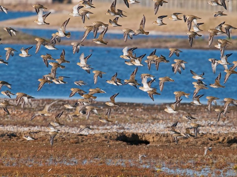 Golden plover
