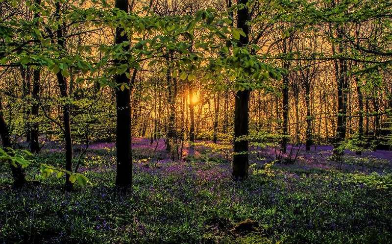Beltane / May Day