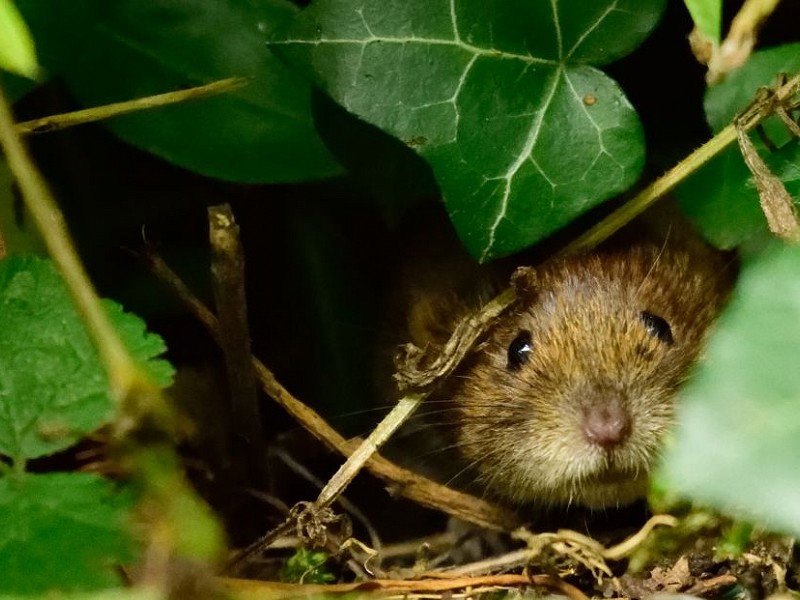 Bank voles
