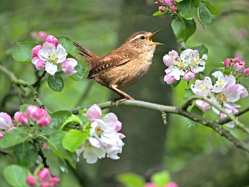 Awakenings: Celebrating 60 years of the Sussex Wildlife Trust