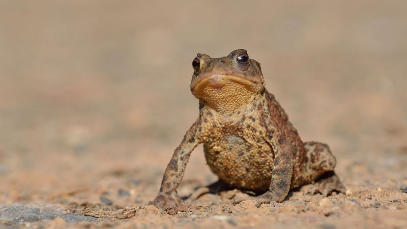 Why did the toad cross the road?