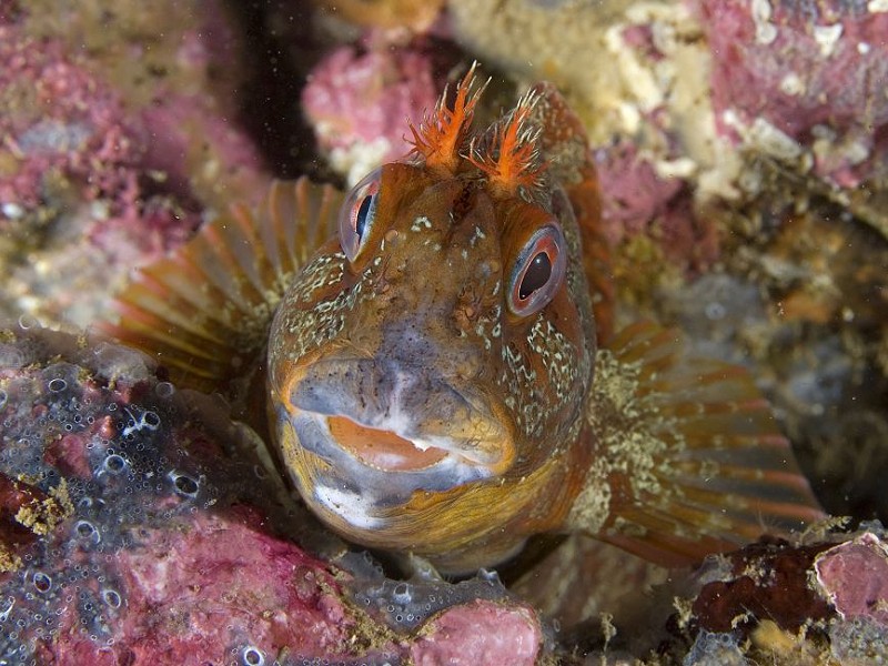 The Ocean Symposium