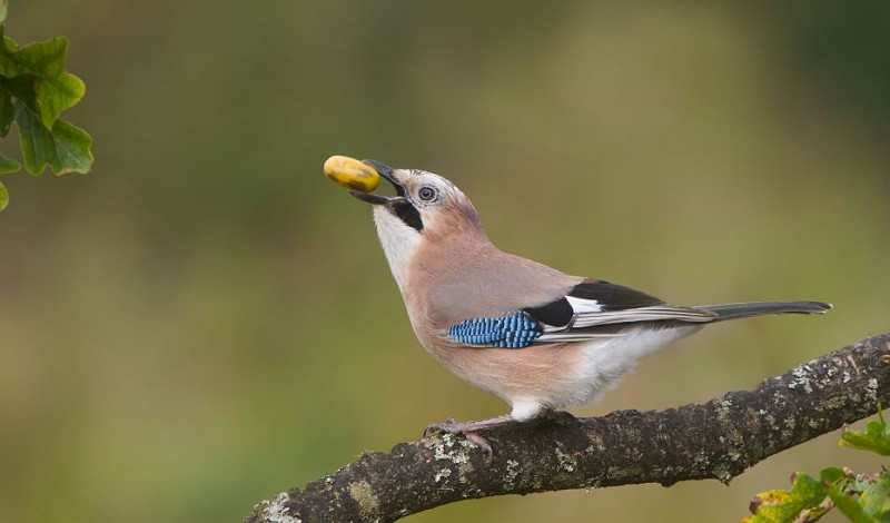 Corona Wildlife Diary: Day Eleven